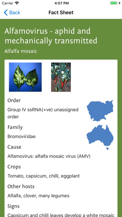 Solanaceae Fruit Field Guide