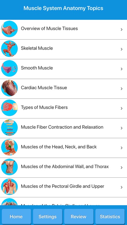 Muscle System Anatomy
