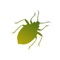 Insecta: