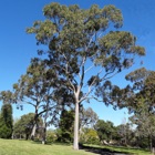 Top 30 Education Apps Like Australian Tree ID - Best Alternatives