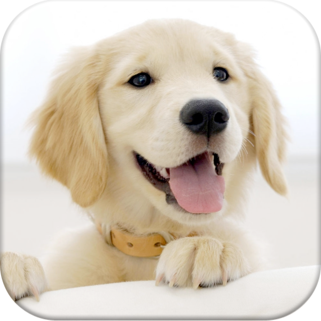 Get Dog Pairs - Match puppies! for iOS, iPhone, iPad Aso Report