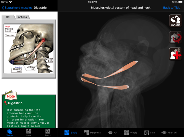 DS ANATOMY HEAD & NECK(圖2)-速報App