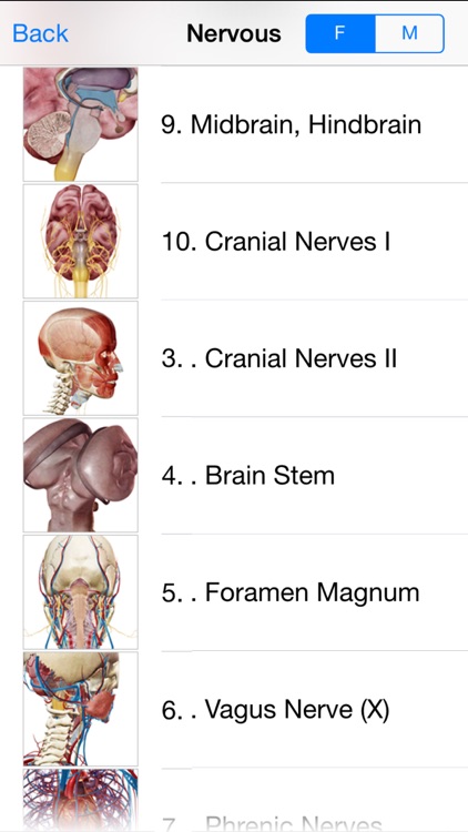 Brain & Nervous Anatomy Olio