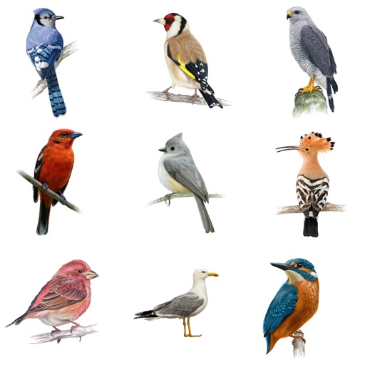 birds pictures with their names