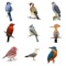 In this quiz more than 230 birds