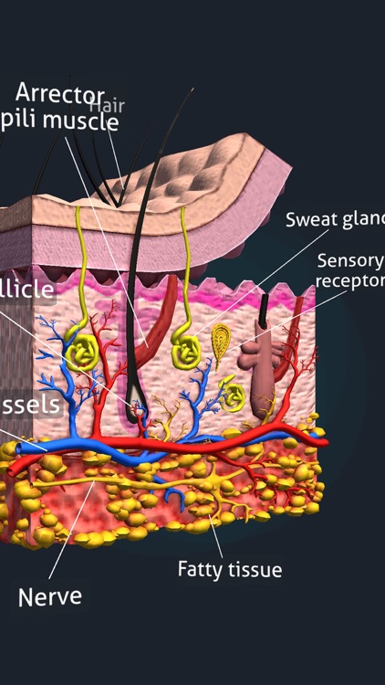 Human Anatomy 3D screenshot-3