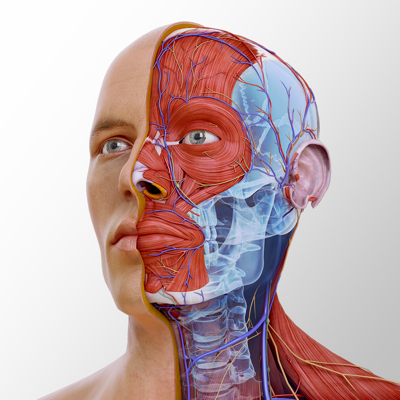 Complete Anatomy 2022