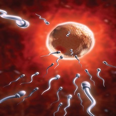 Activities of Human Reproduction Quizzes