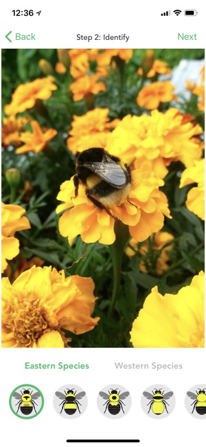 Bumble Bee Count(圖3)-速報App