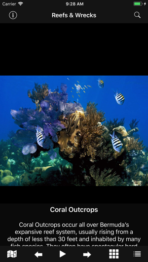 Bermuda Reef Life HD(圖4)-速報App