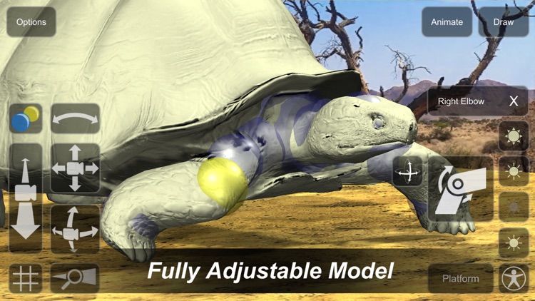 Tortoise Mannequin