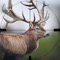 Ultimate deer hunting games takes the most popular and realistic hunting games to extreme wilderness environments in search of the biggest deer hunting games, most prized hunting game around