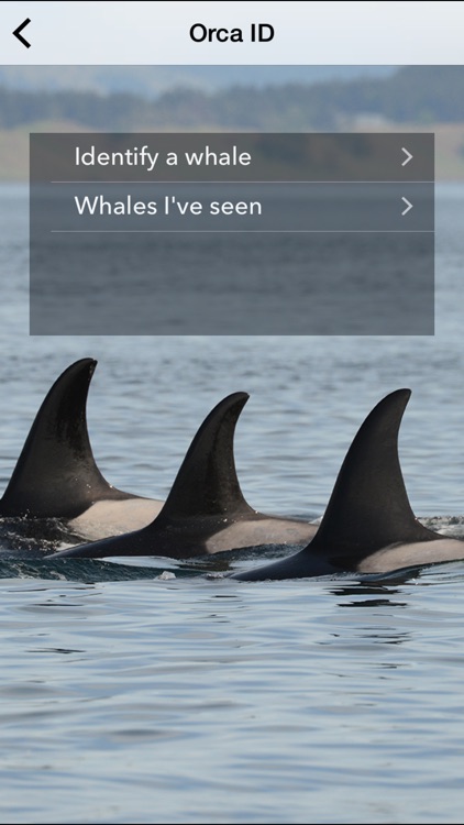 Center for Whale Research screenshot-3