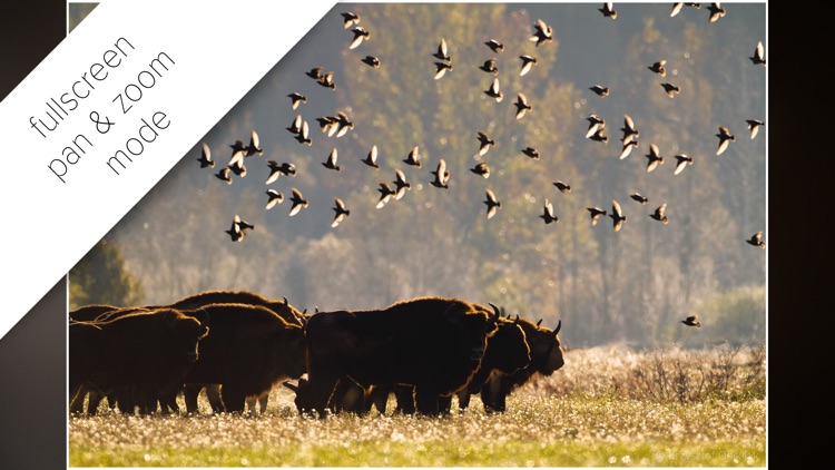 Bison bonasus