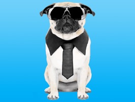 The Coolest Pug Stickers
