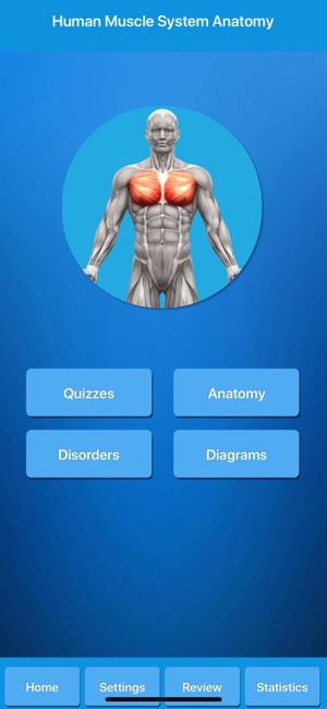 Muscle System Anatomy