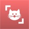 See a cat, but don't know its breed