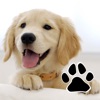 Dog Breeds Quiz with Puppies