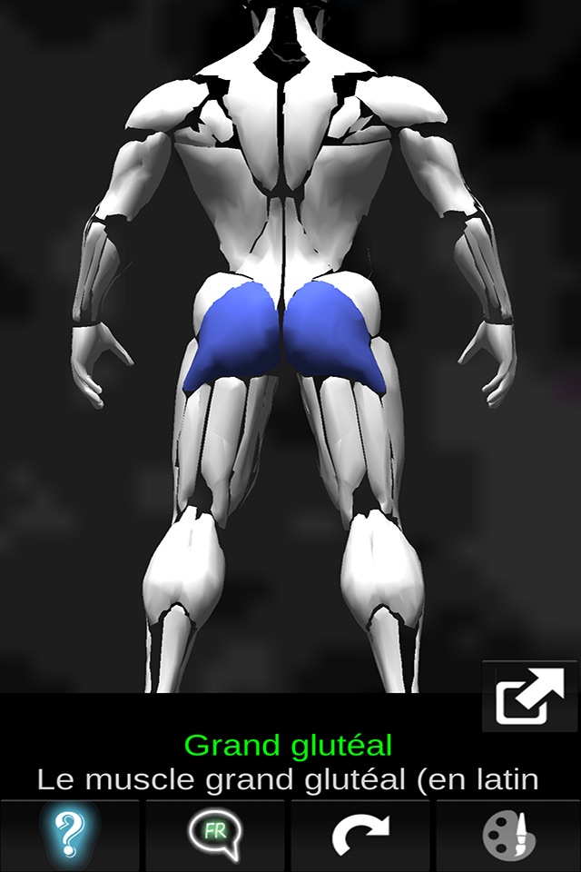 Muscular System 3D (anatomy) screenshot 4