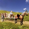 Horse Cart Carriage Sim 2021