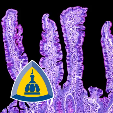 Small Intestinal Pathology Читы