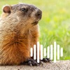 Hunting Calls: Groundhog