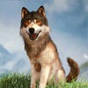 Wolf Kingdom Life Simulator