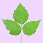 Poison Ivy