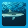 Get eGuide to Sharks and Rays for iOS, iPhone, iPad Aso Report