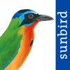 All Birds Trinidad and Tobago