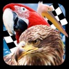 Bird Race 3D