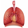 Respiratory System Flashcards