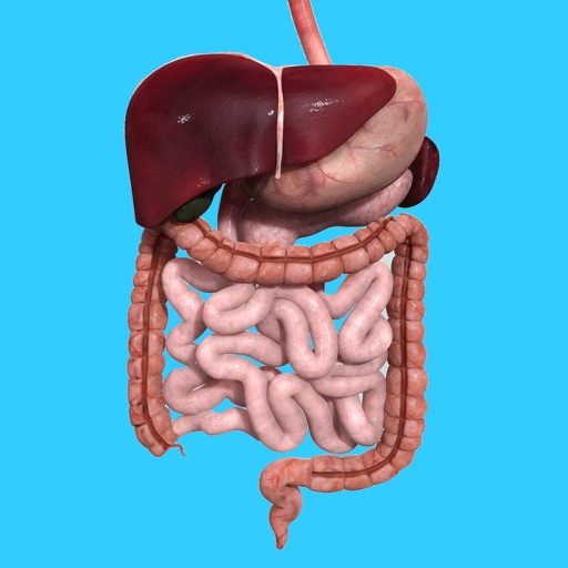 The Digestive System Anatomy