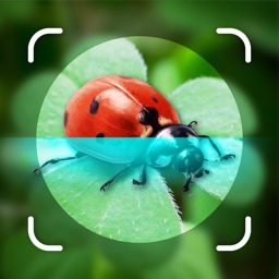 Bug Identifier - Insect