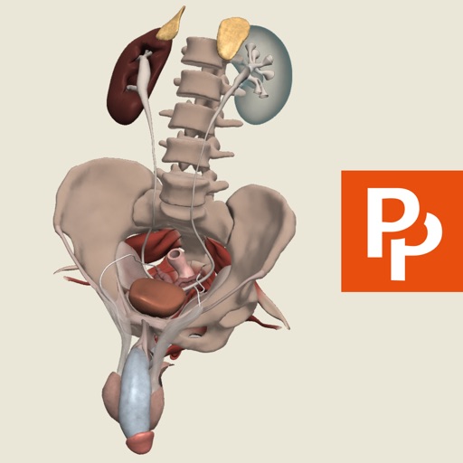 Primal's 3D Male Pelvis