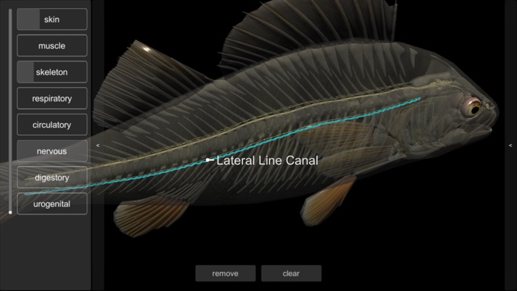 3D Fish Anatomy screenshot-5