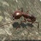 Icon Ant Simulation 3D