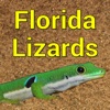 Florida Lizards