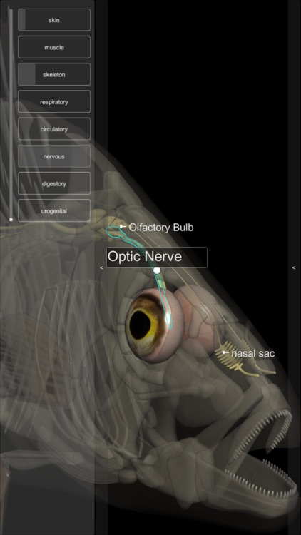 3D Fish Anatomy screenshot-6