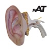 Pembelajaran Anatomi Telinga