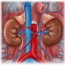 Get Urinary System Medical Terms for iOS, iPhone, iPad Aso Report
