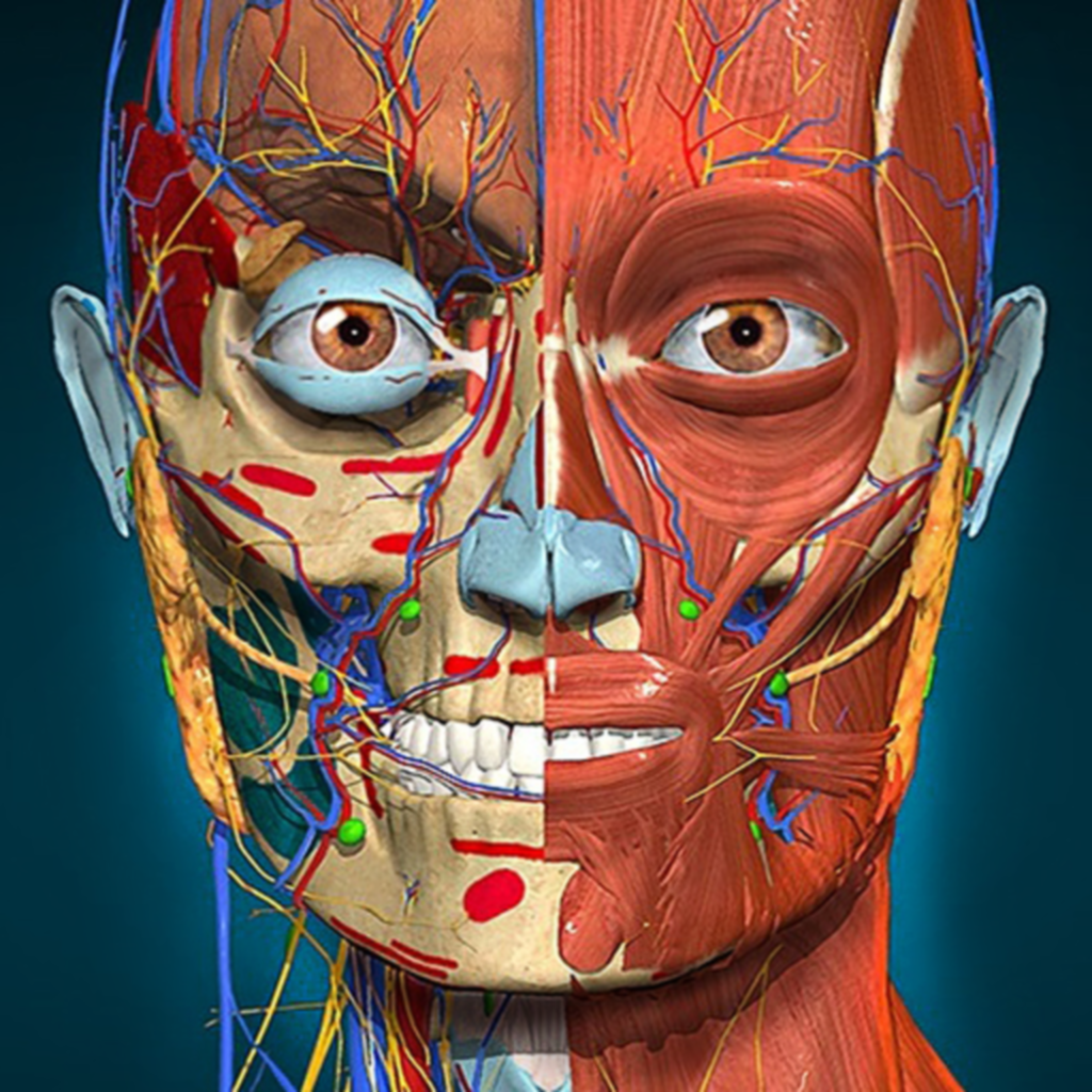 Взломанная версия anatomy. 3d атлас анатомии человека. Анатомический атлас человека 3d. Anatomy Learning 3d анатомический атлас.