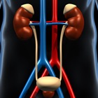 Genitourinary System Trivia