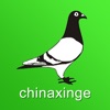 中国信鸽信息网chinaxinge.com