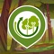 Icon Green Growth Forests