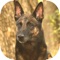 This app is designed to help you in your training for UKC Rally Obedience