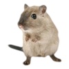 Hamster Photo Sticker