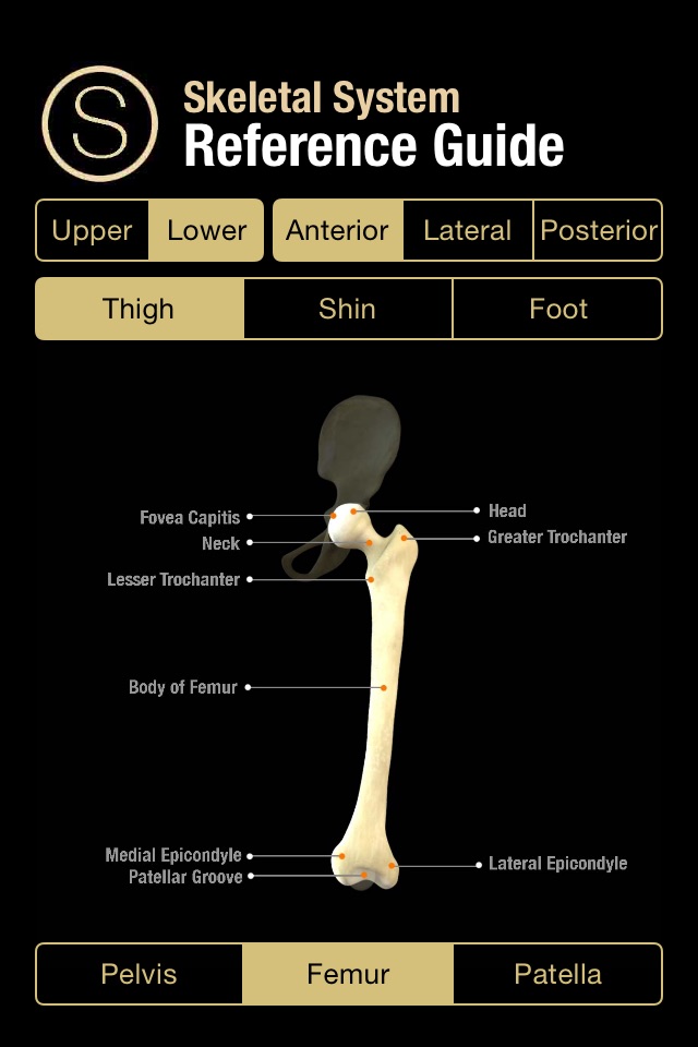 Human Skeleton Reference Guide screenshot 3