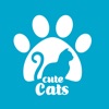 كيوت كاتس | Cute cats