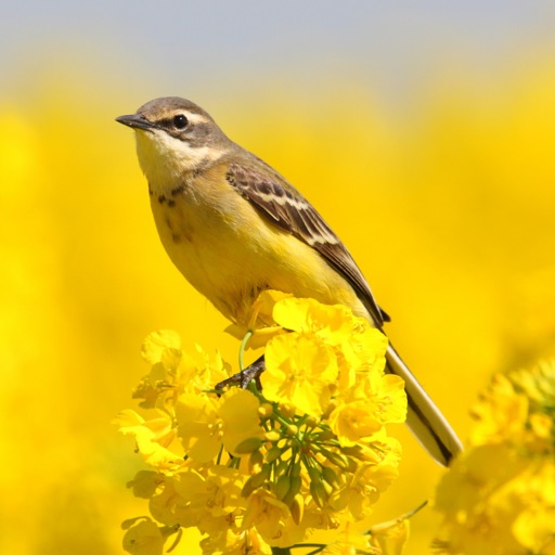 Экогид - Птицы Download